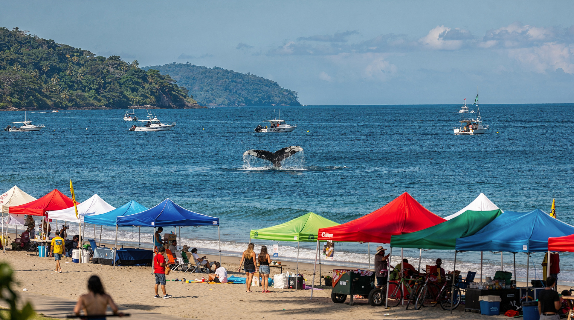 Uvita whale festival recap 2025