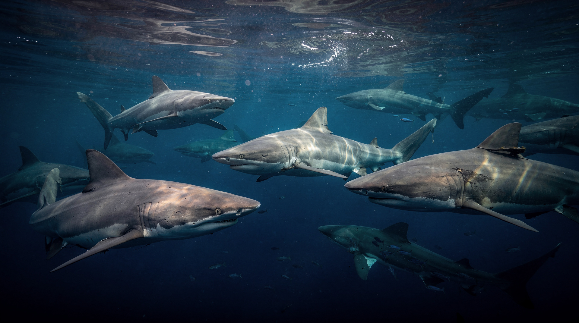 Bat Islands bull shark diving: the definitive guide