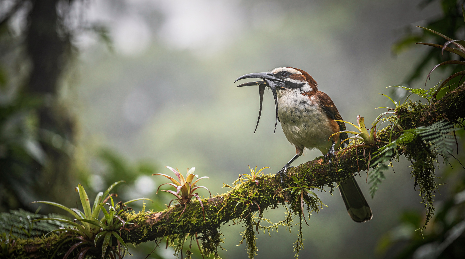 Curi-Cancha Reserve: the quieter side of Monteverde