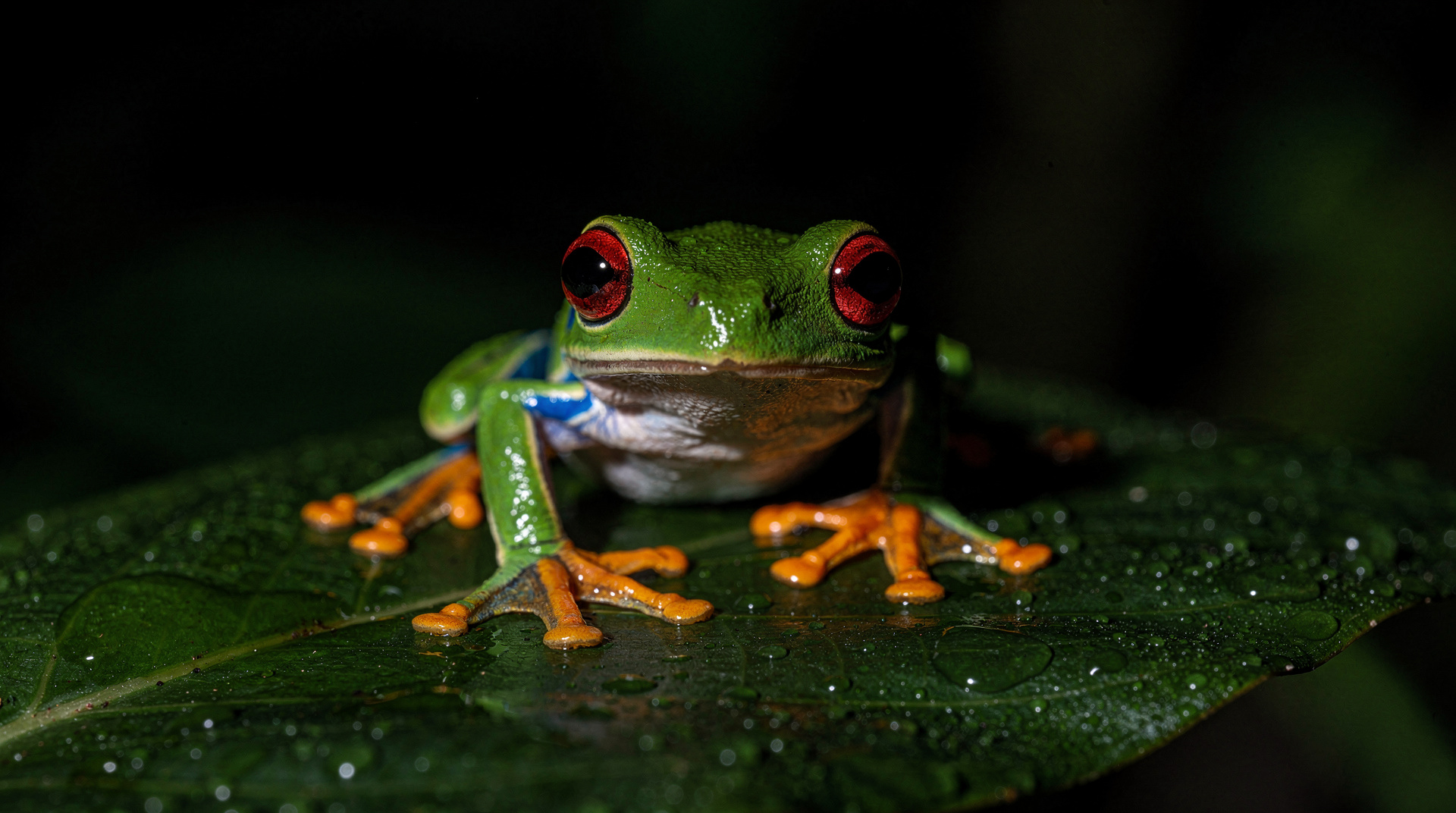 Nocturnal wildlife guide for Costa Rica