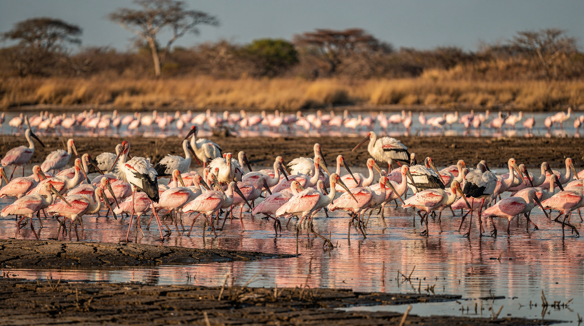 Palo Verde National Park: Costa Rica's best wetland birding in the dry season