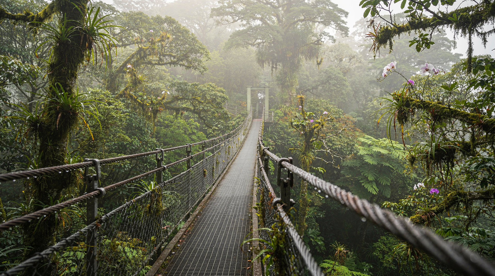 Selvatura Park Monteverde: hanging bridges, butterflies, and canopy