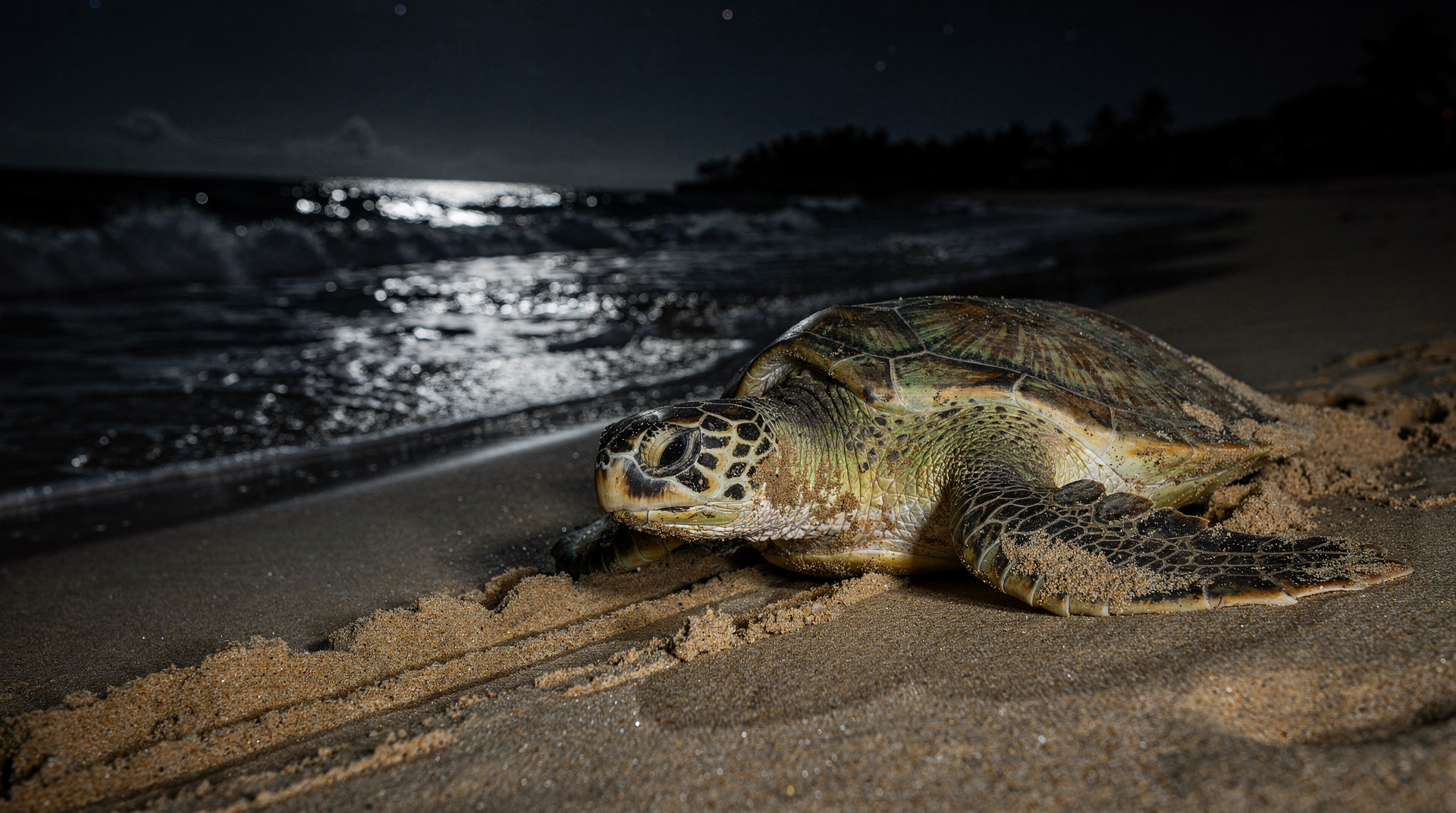Tortuguero turtle nesting guide: seasons, ethics, and logistics